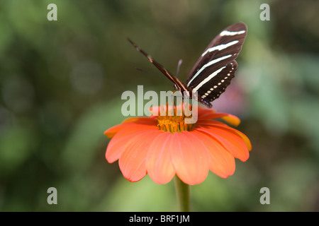 Papillon zebra nectar potable à partir d'un zinnia fleur, rayures noires et blanches, la paix, la paix, la nature délicate Banque D'Images