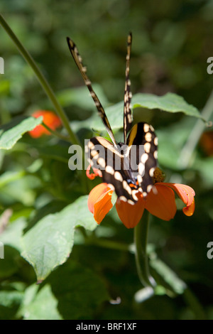 L'angle arrière de swallowtail butterfly, deux paires, ensemble d'aile, l'arrière, reposant sur une fleur