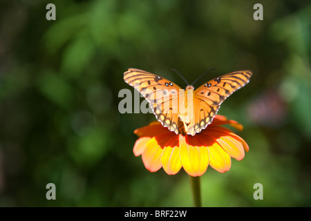 Le monarque se reposant sur un zinnia fleur dans le soleil Banque D'Images