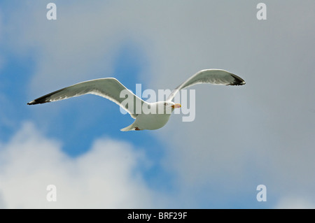 European Herring Gull en vol Banque D'Images