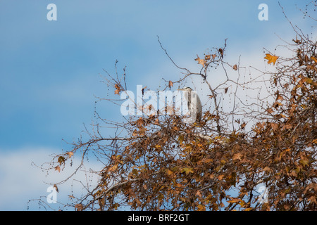 Grand Héron en automne en Californie couleur Sycomore Banque D'Images