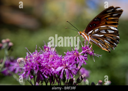 Painted Lady butterfly landing sur une fleur pourpre, de boire en utilisant sa trompe Banque D'Images