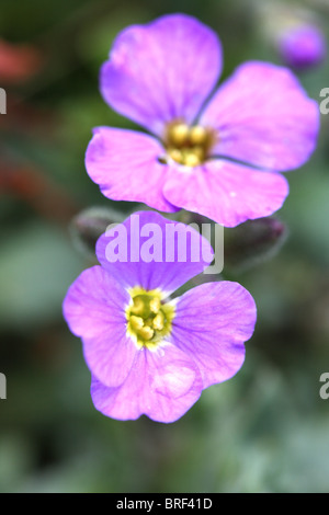 Printemps Frais de fleurs violet le cresson alénois - nasturtium Banque D'Images