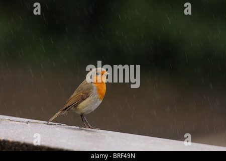 Robin dans la pluie Banque D'Images