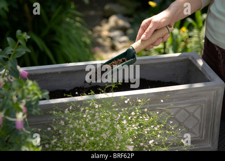 La main de l'homme fort de la fenêtre de remplissage avec du compost Banque D'Images