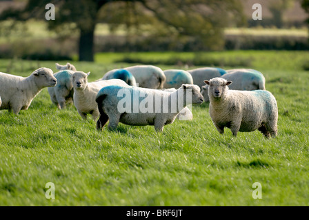 Troupeau de moutons (Ovis aries) dans la zone Banque D'Images