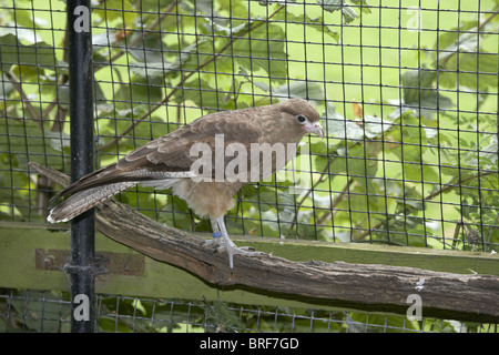 (Milvago Chimango caracara chimango) perching on branch Banque D'Images