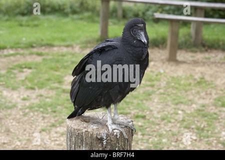 Urubu noir (Coragyps atratus) perching on tree stump Banque D'Images