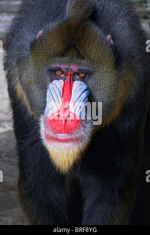 Mandrill (Mandrillus sphinx), close-up Banque D'Images