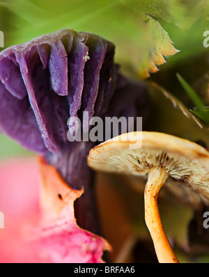 Champignons toxiques en forêt Banque D'Images