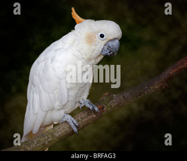 Le cacatoès citron (Cacatua sulphurea citrinocristata) Banque D'Images