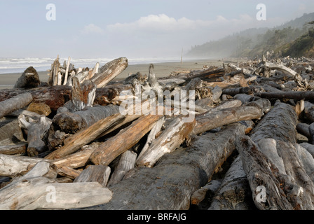 Bois flotté, Driftlogs sur la côte du Pacifique, à marée basse, Kalaloch, Olympic Peninsula, Washington, USA Banque D'Images