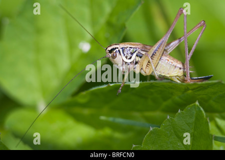 Roesel's bush (Metrioptera roeselii cricket) Banque D'Images
