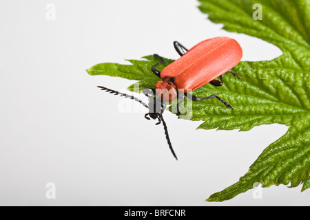 Le Cardinal beetle (Pyrochroa coccinena) Banque D'Images