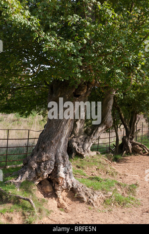 Domaine Maple Acer campestre (Aceraceae) Vieil arbre Banque D'Images