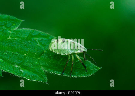 Larve d'un green stink bug (Palomena prasina) Banque D'Images