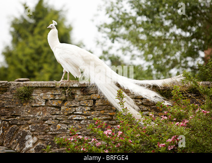 paon blanc Banque D'Images