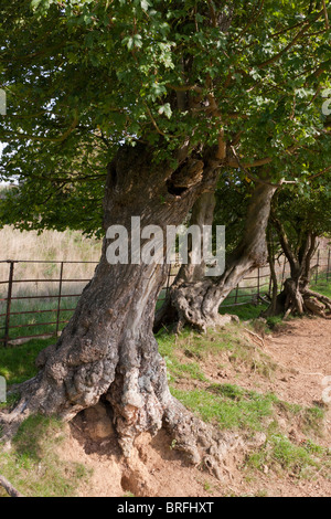 Domaine Maple Acer campestre (Aceraceae) Vieil arbre Banque D'Images