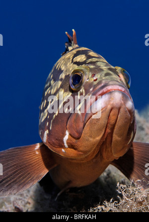 Dusky (Epinephelus marginatus) head-on, portrait, Chypre, Asie, Mer Méditerranée Banque D'Images