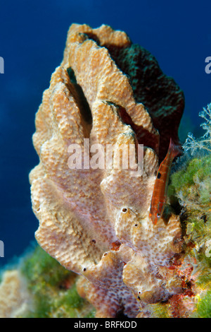 Des juvéniles (Wrasse Thalassoma pavo) en face d'une éponge, Paphos, Chypre, Asie, Mer Méditerranée Banque D'Images