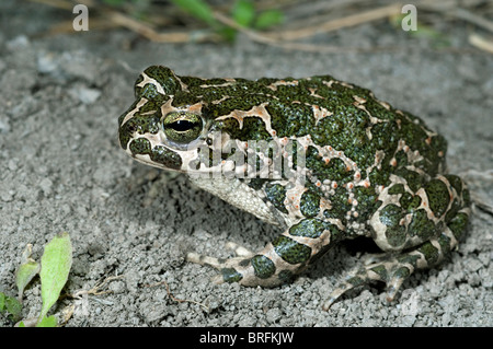 European Crapaud vert (Bufo viridis) sur le sol. Banque D'Images