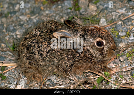 European Brown Hare (Lepus europaeus), leveret. Banque D'Images