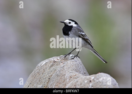 Bergeronnette grise Motacilla alba Banque D'Images