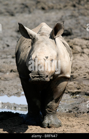 Bébé rhinocéros blanc à trou d'eau (sauvage) Banque D'Images