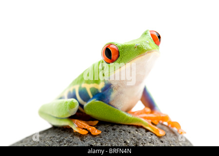 Grenouille sur un rocher - une grenouille arboricole aux yeux rouges (agalychnis callidryas) libre shot isolated on white Banque D'Images