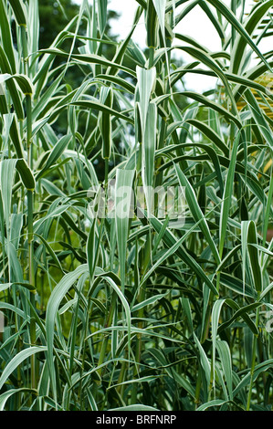 Arundo donax var. versicolor Banque D'Images