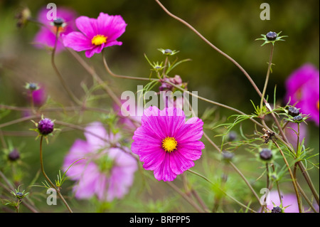 Cosmos bipinnatus 'Sensation' mixte en fleur Banque D'Images