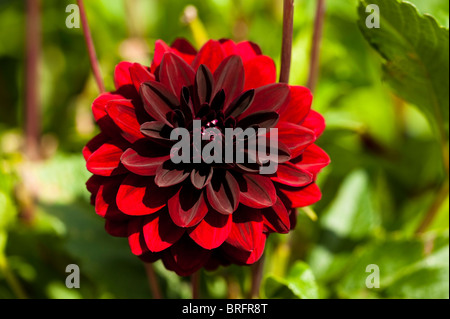 Dahlia 'Arabian night' en fleurs Banque D'Images