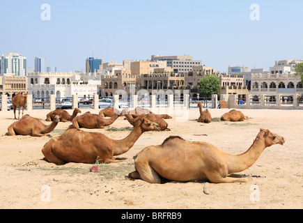 Les chameaux se reposant dans un composé dans le centre de Doha, au Qatar, avec la main, souq Waqif Souq en arrière-plan. Logos déposés. Banque D'Images