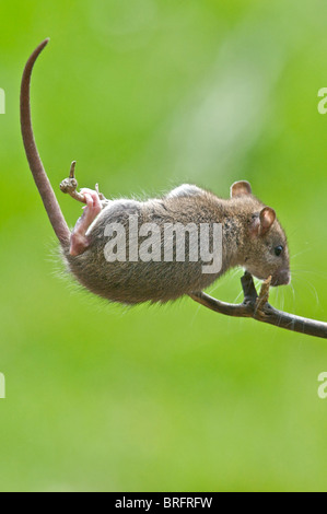 Un jeune rat affiche toutes les compétences d'un Acrobat alors que l'escalade d'une succursale d'atteindre la nourriture sur une table d'oiseaux. Banque D'Images