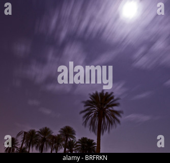 Une photographie de la pleine lune, les palmiers et le ciel de nuit dans le sud de l'Irak avec une longue exposition à la lumière par Matt Ware. Banque D'Images