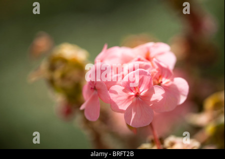 Pelargonium zonale 'Mrs 183', géraniums, de plus en plus les jardins perdus de Heligan à Cornwall, Royaume-Uni Banque D'Images