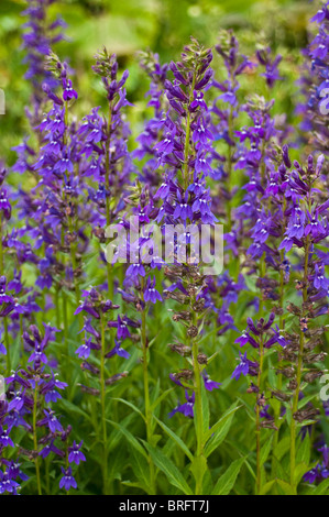 Lobelia x speciosa VEDRARIENSIS Banque D'Images