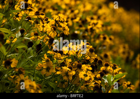 Helenium 'Riverton Beauty' en fleurs Banque D'Images