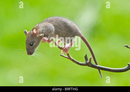 Un jeune rat affiche toutes les compétences d'un Acrobat alors que l'escalade d'une succursale d'atteindre la nourriture sur une table d'oiseaux. Banque D'Images