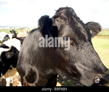 Close up cow head Banque D'Images