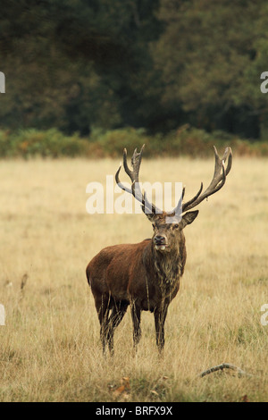 Red Deer (Cervus elaphus) stag Banque D'Images