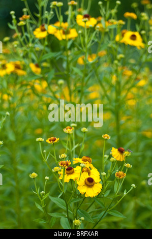 Helenium RIVERTON FLEURS DE BEAUTÉ Banque D'Images