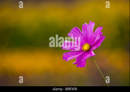 Cosmos bipinnatus 'Sensation' mixte en fleur Banque D'Images