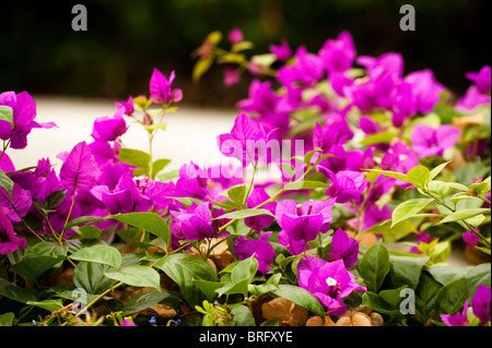 Bougainvilliers en fleurs Banque D'Images