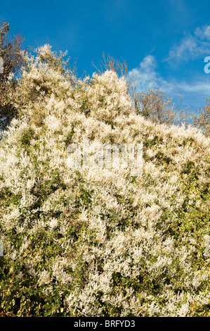 Fallopia baldschuanica russe vine / La montée au dessus de haies mortes - France. Banque D'Images