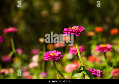 Mixed Zinnia elegans en fleur Banque D'Images