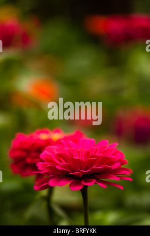 Zinnia elegans F1 'tumulte' en fleurs Banque D'Images