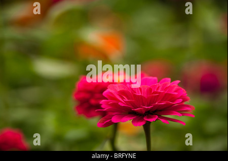 Zinnia elegans F1 'tumulte' en fleurs Banque D'Images