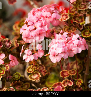 Pelargonium zonale 'Mrs 183', géraniums, de plus en plus les jardins perdus de Heligan à Cornwall, Royaume-Uni Banque D'Images