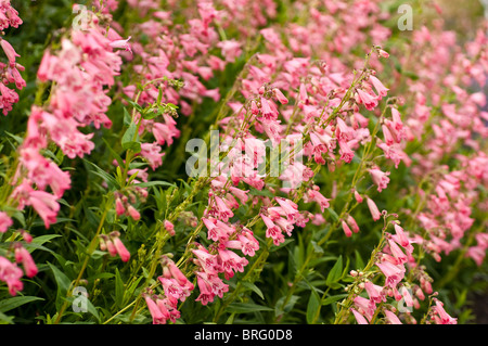 Penstemon HEWELL PINK BEDDER fleurs Banque D'Images